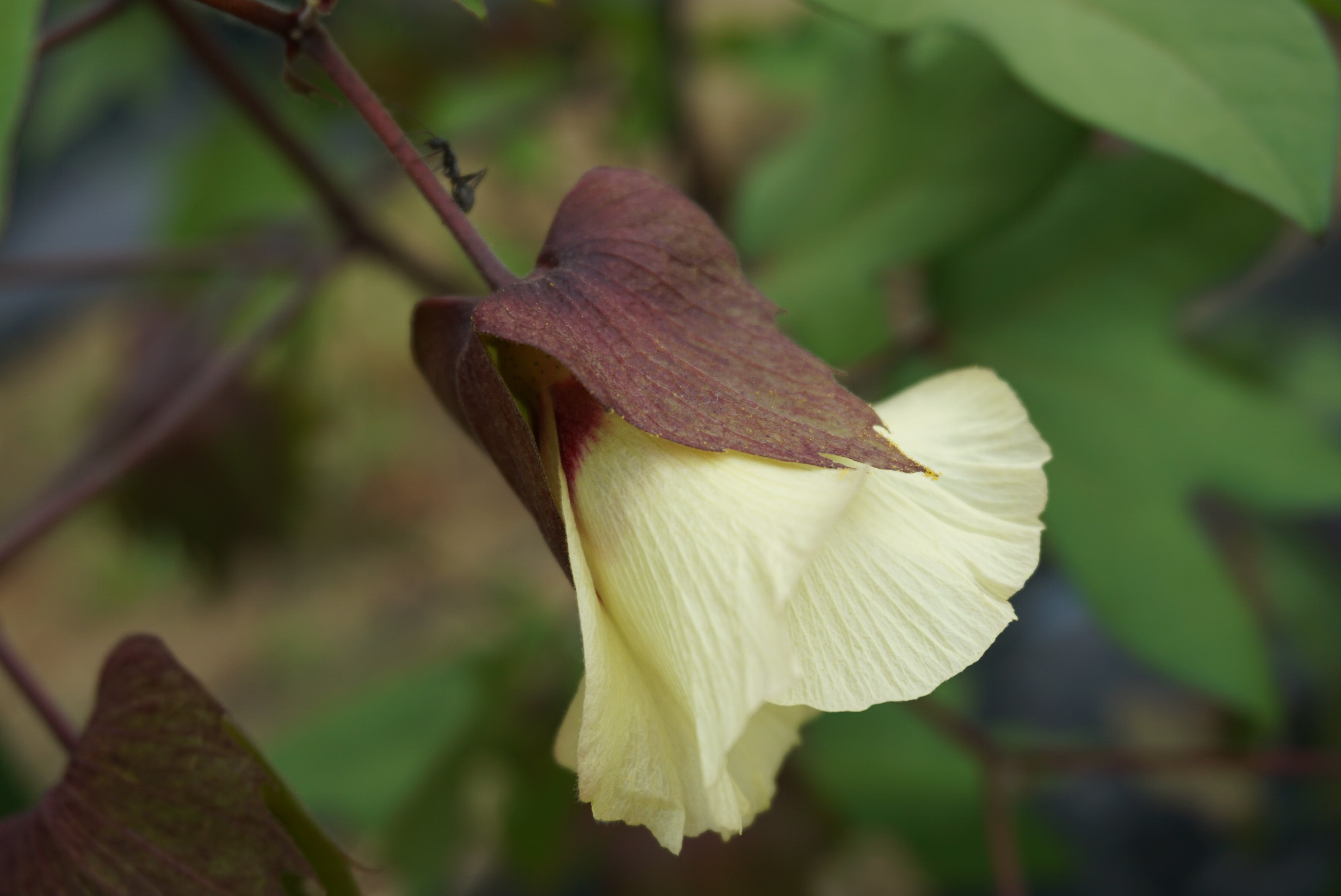 農園では、夏に可憐なコットンの花が咲く。