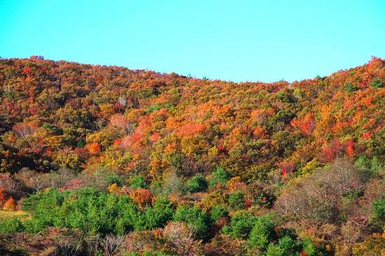 写真４川内村の美しい紅葉.jpg