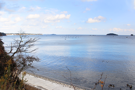 宮城県北東部、本吉郡に属する南三陸町。伊里前湾、志津川湾に面し、タコの名産地として知られています