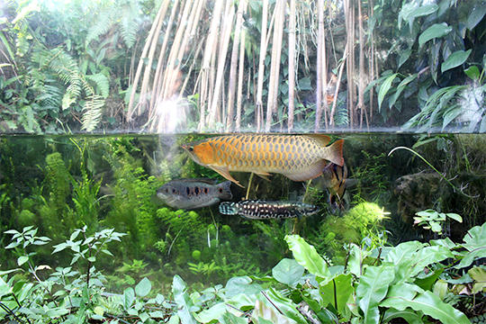 熱帯アジアの水辺コーナー。魚もいきいきと泳いでいます