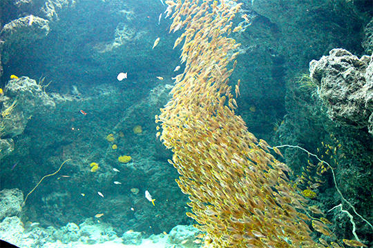 大きな生き物のように群れをつくって泳ぐキンメモドキ。どんどん形を変えていくので目が離せません