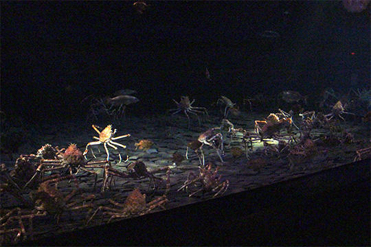 平たい置き石を並べた水底にタカアシガニの大群。どこか遠い星に来たかのよう
