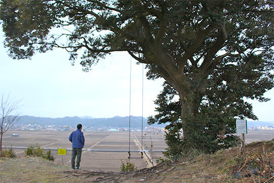 大きな木から吊り下がったブランコ