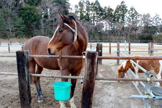 馬