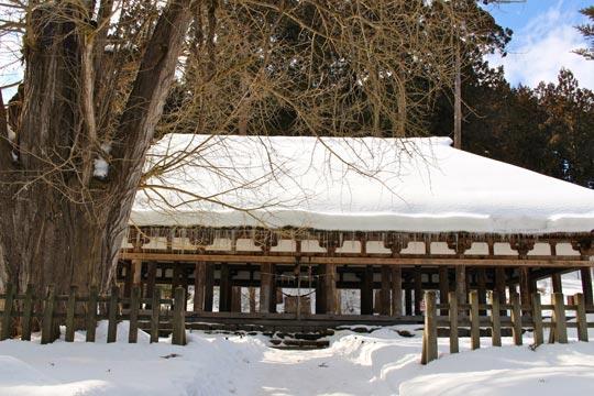 手前の大イチョウは寿齢800年。こちらも見事な大樹です