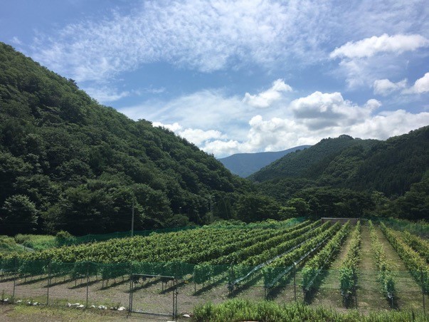 農園ではラベンダーやバジル、ブドウなどの作物を育てている。