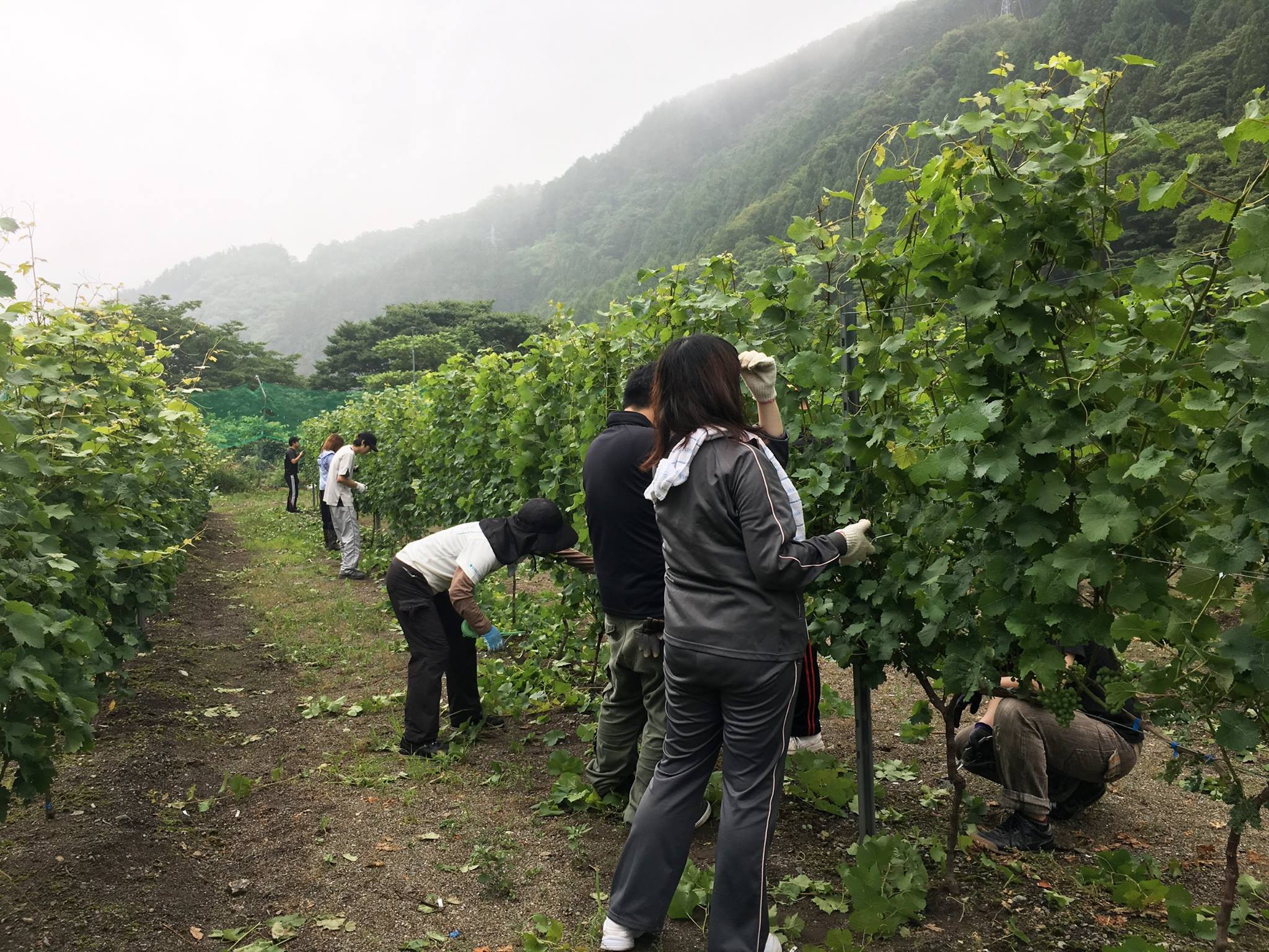 農園での仕事は、障害者がそれぞれの能力やペースに合わせて作業できる利点があるという。